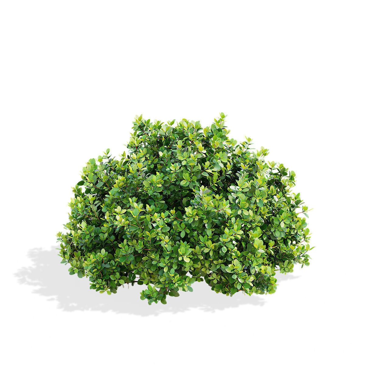 Berberis thunbergii Kobold 3D model_6