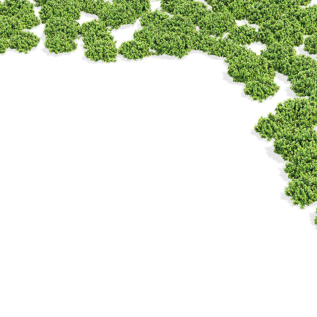 Berberis thunbergii Kobold 3D model_11