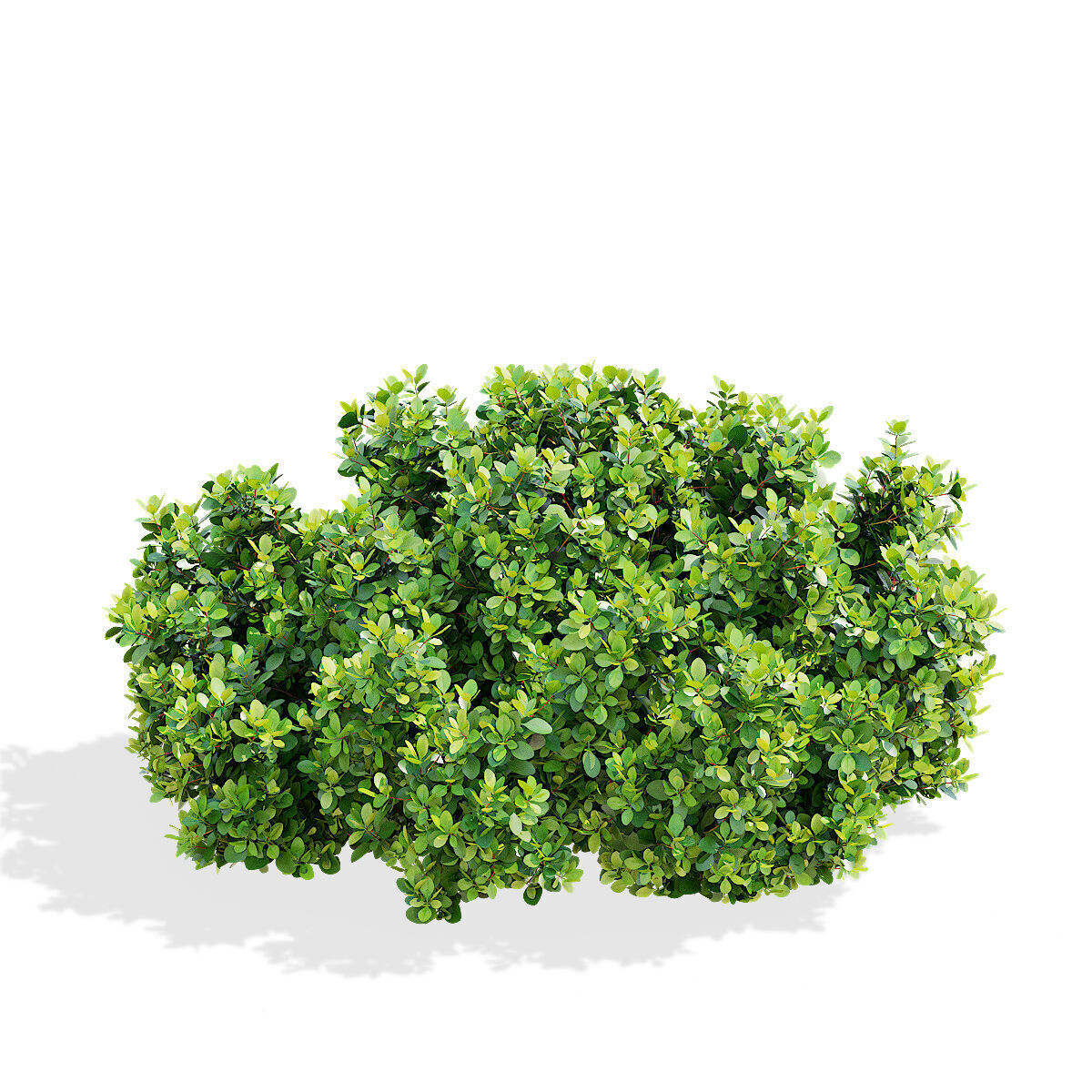 Berberis thunbergii Kobold 3D model_4