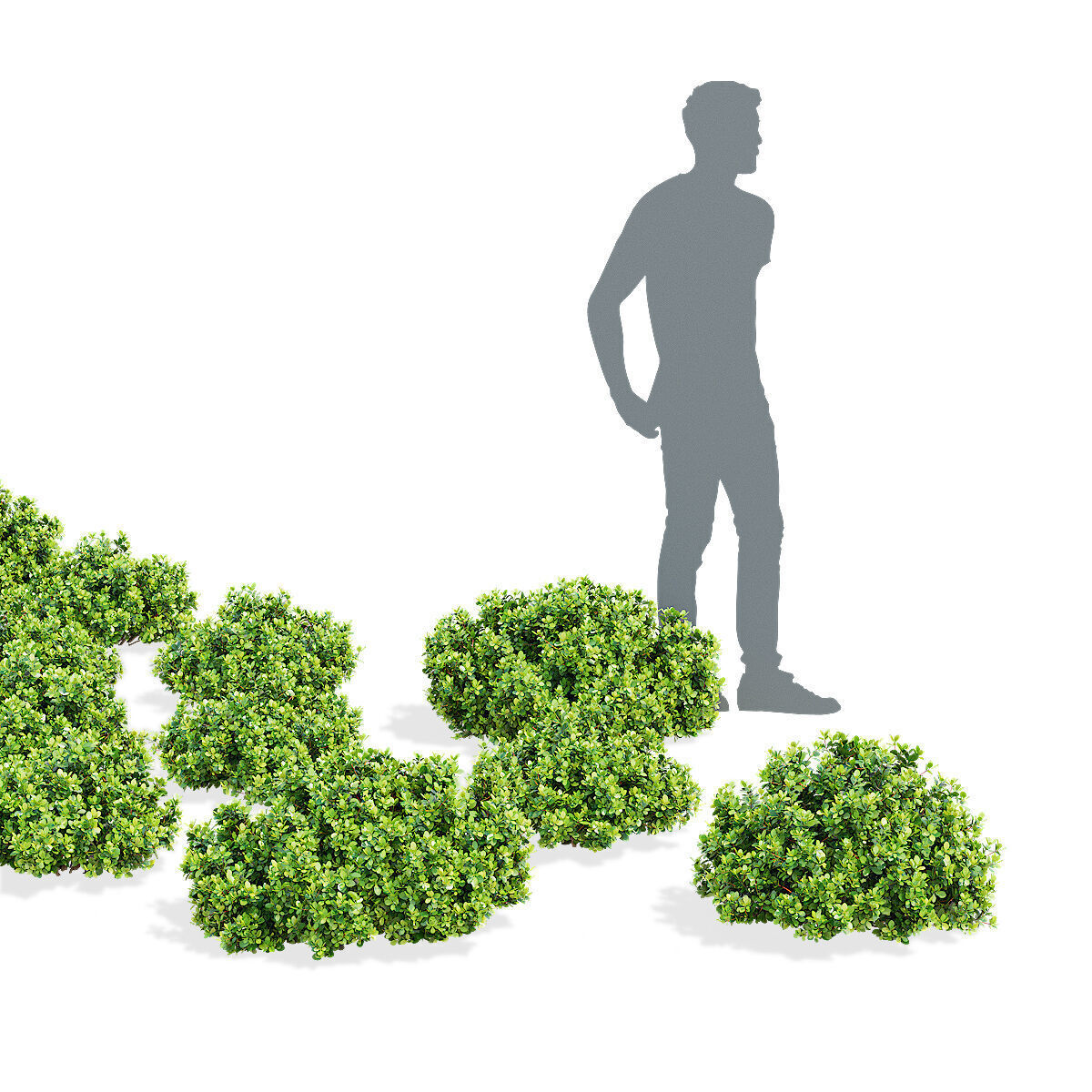 Berberis thunbergii Kobold 3D model_2