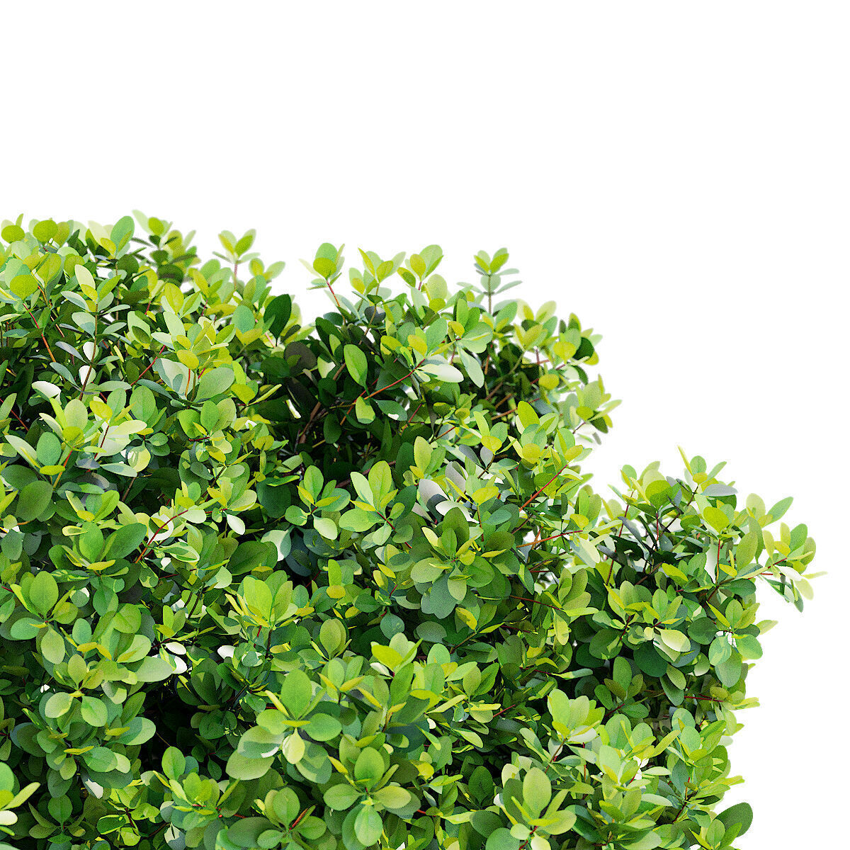 Berberis thunbergii Kobold 3D model_10