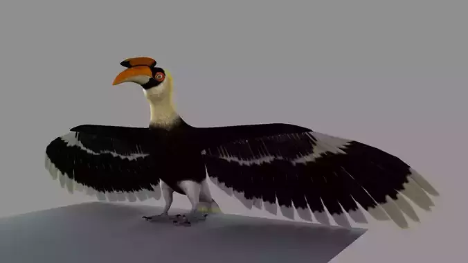 Great Indian hornbill Animation 3D model