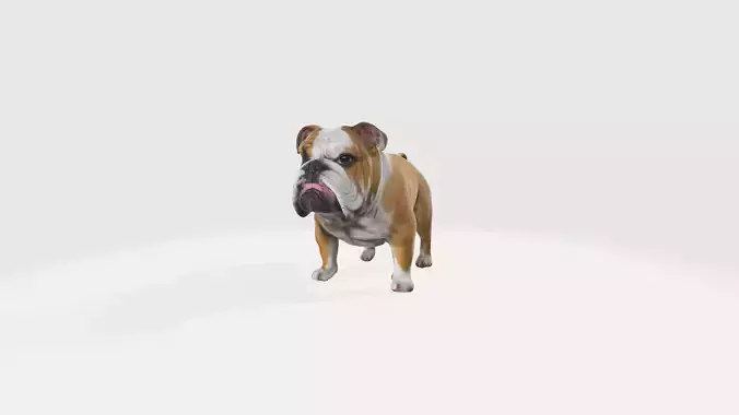 3d Rendering High Resolution Bulldog 3d Modern Trendy Model 