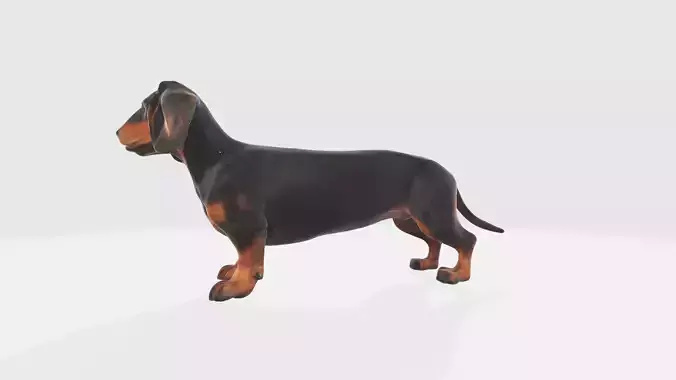 High Resolution Dachshund Dog  Styles Red Dachshund Dog 3d Model