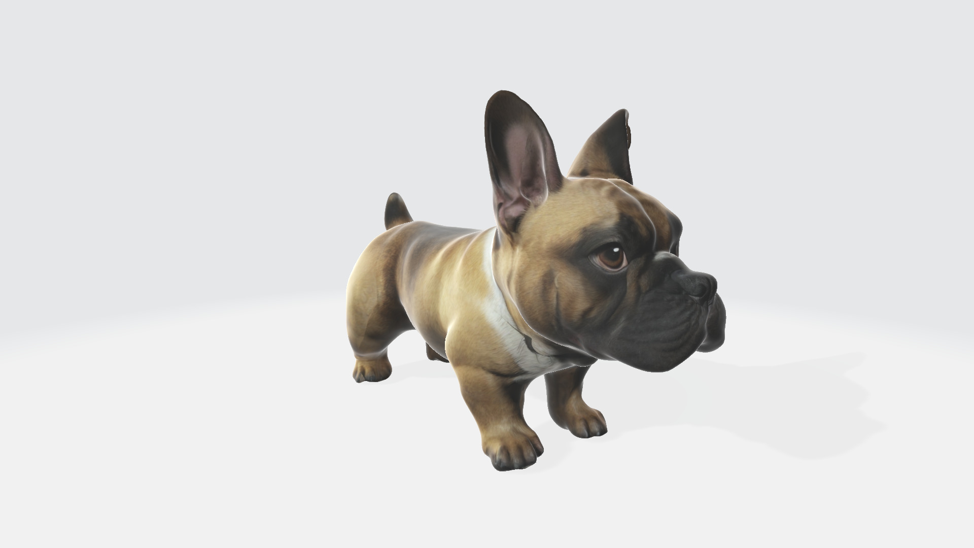 3d model Brown french bulldog isolated on a Portrait of a dog 3D model_4