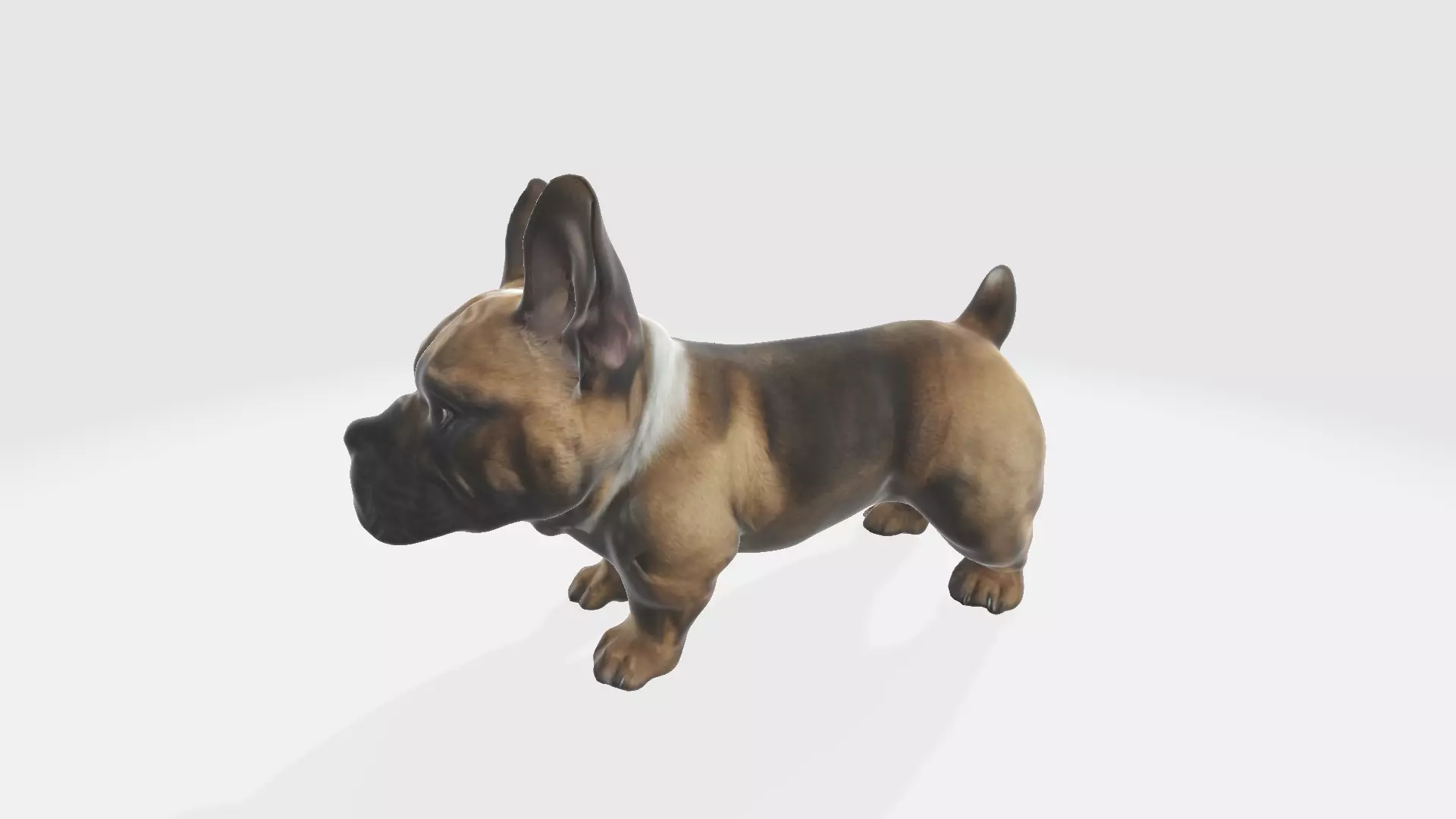 3d model Brown french bulldog isolated on a Portrait of a dog 3D model_0