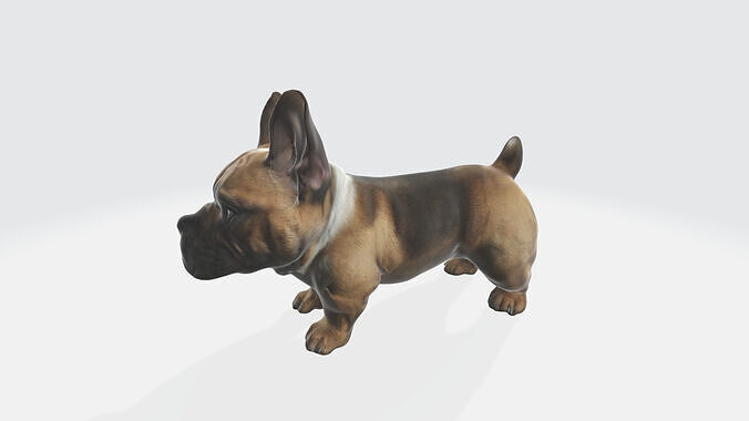 3d model Brown french bulldog isolated on a Portrait of a dog 3D model