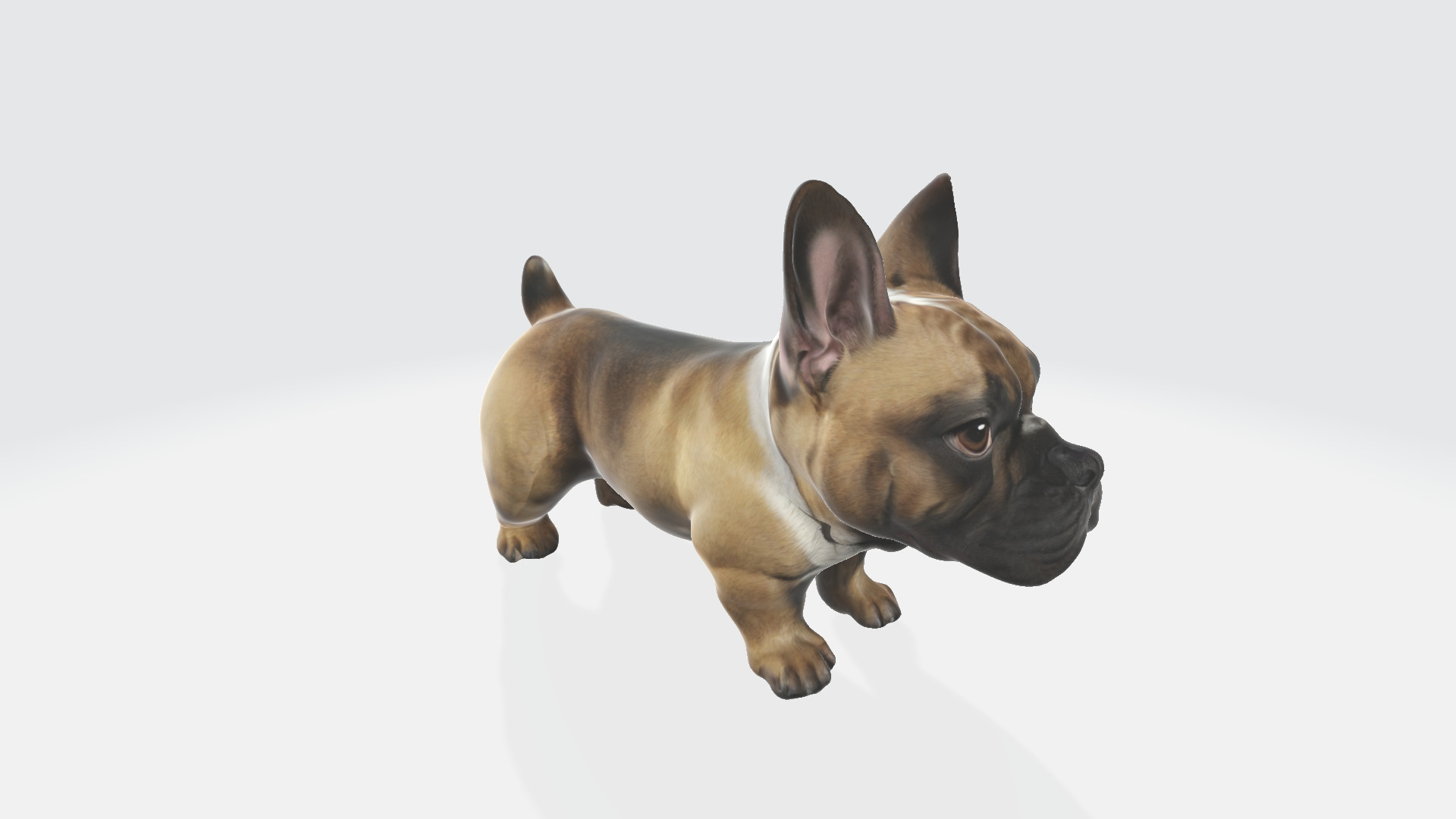 3d model Brown french bulldog isolated on a Portrait of a dog 3D model_2