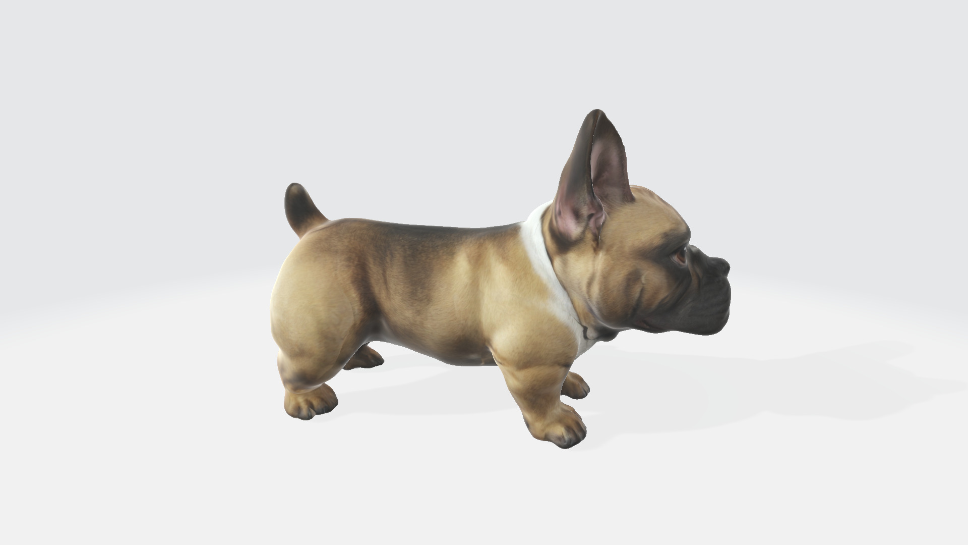 3d model Brown french bulldog isolated on a Portrait of a dog 3D model_3