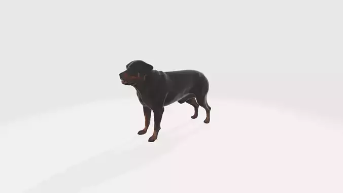 Strong Rottweiler Dog Animal Portrait  3d model