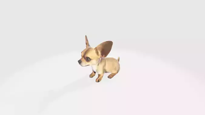 Chihuahua dog 3d model high resolution