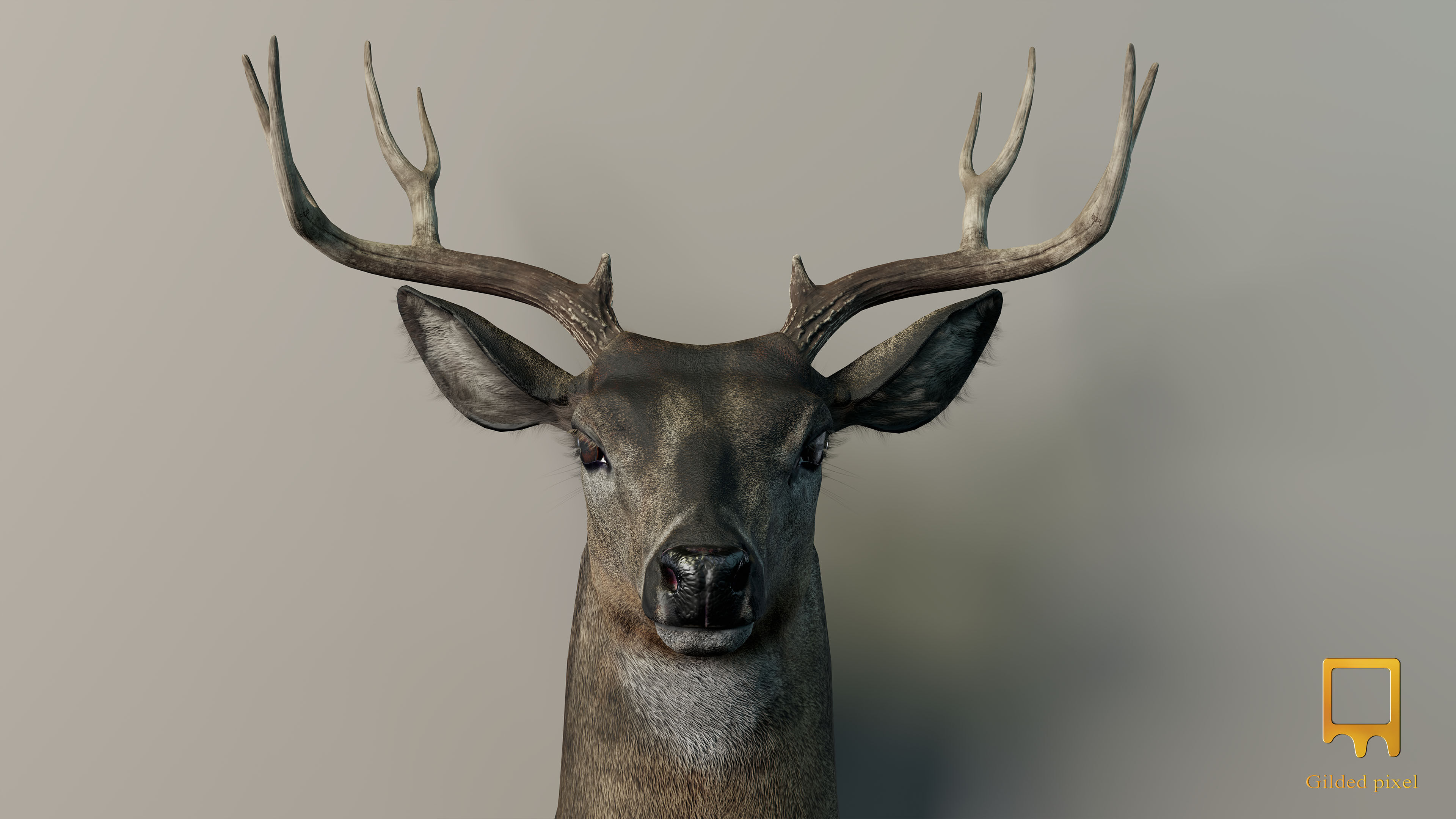Deer Trophy Head - Photorealistic PBR Low-poly 3D model_6