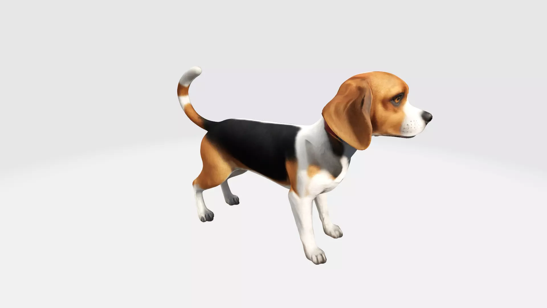 3d Model Asian Young Cute Beagle Dog High Resolution 3D model