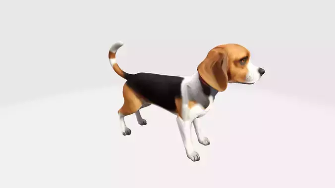 3d Model  Asian Young Cute Beagle Dog High Resolution