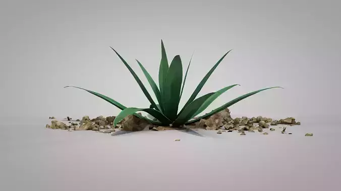 Plant Aloe Vera