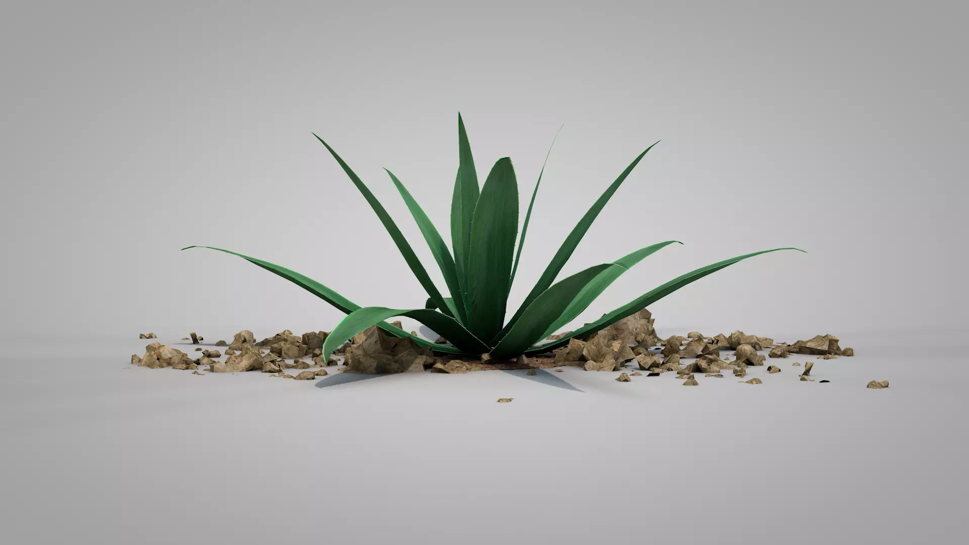 Plant Aloe Vera 3D model
