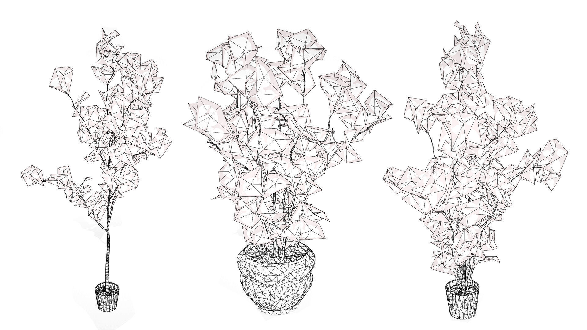 Australian Eucalyptus Bush Seed Low-poly 3D model_9