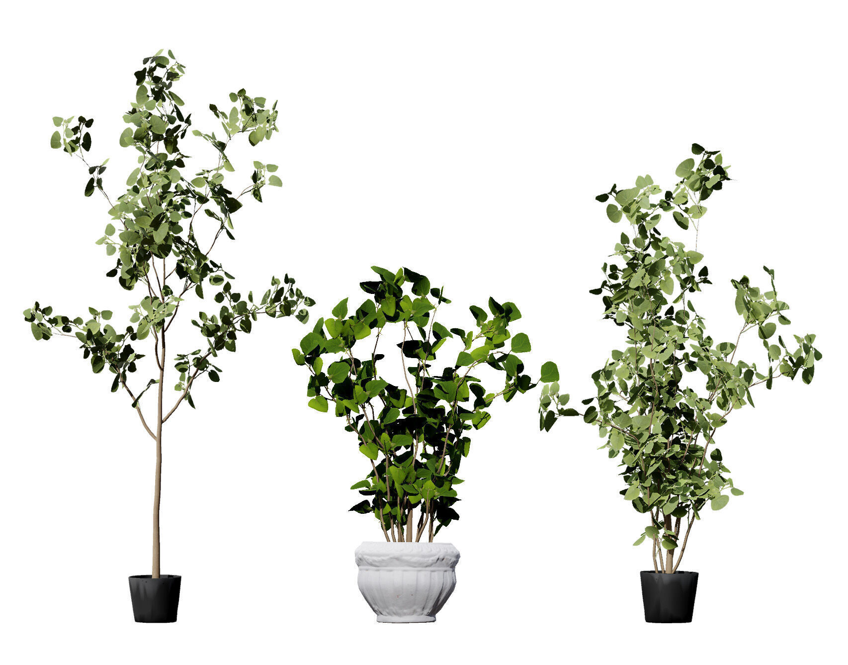 Australian Eucalyptus Bush Seed Low-poly 3D model_1