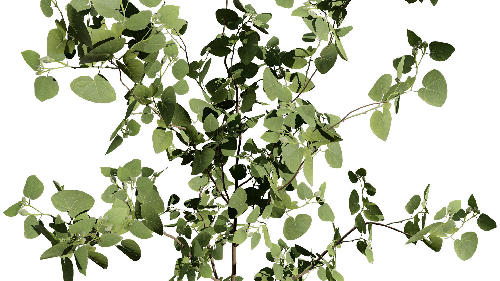 Australian Eucalyptus Bush Seed Low-poly 3D model_3