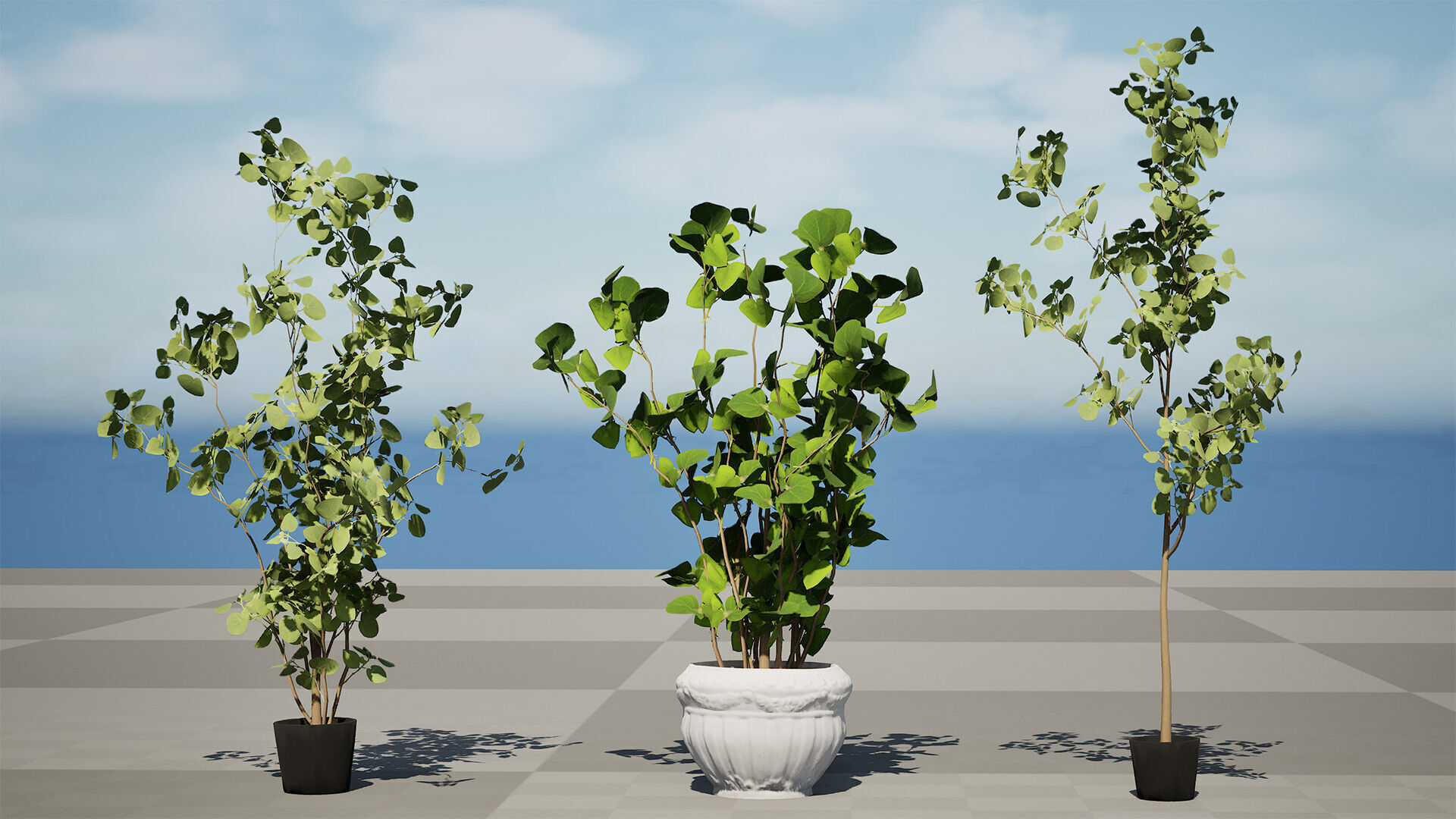 Australian Eucalyptus Bush Seed Low-poly 3D model_7