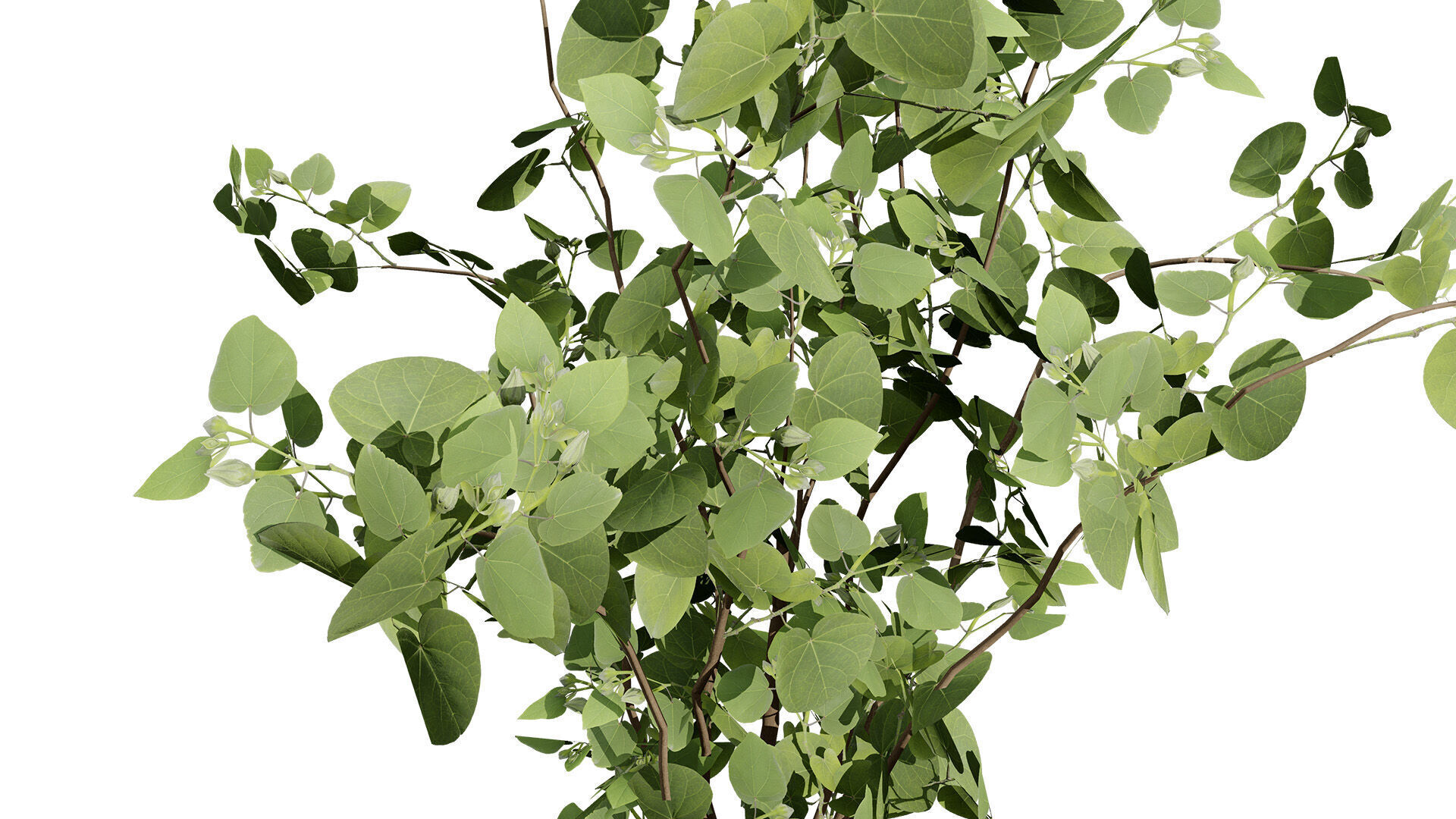 Australian Eucalyptus Bush Seed Low-poly 3D model_4