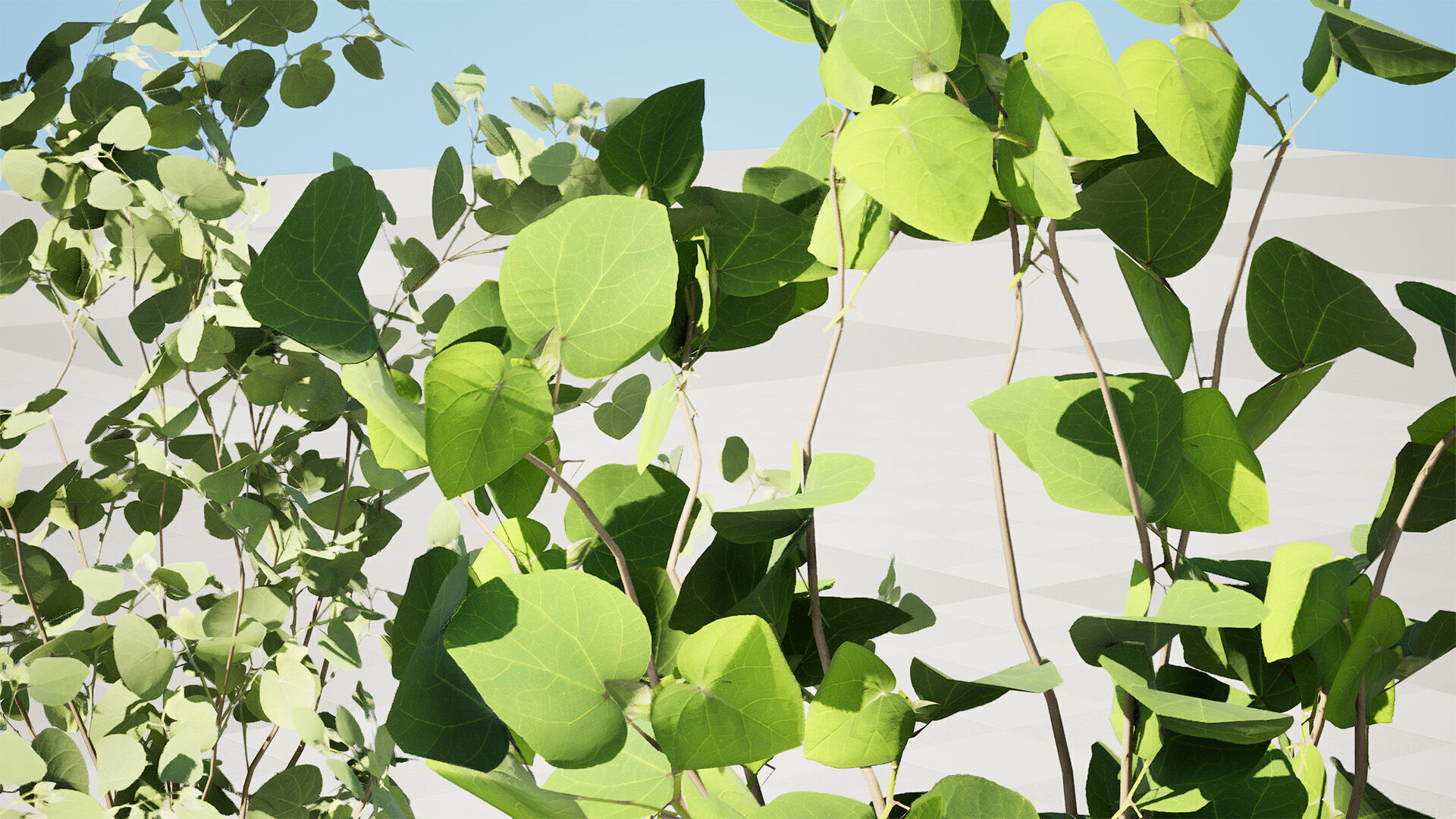 Australian Eucalyptus Bush Seed Low-poly 3D model_8