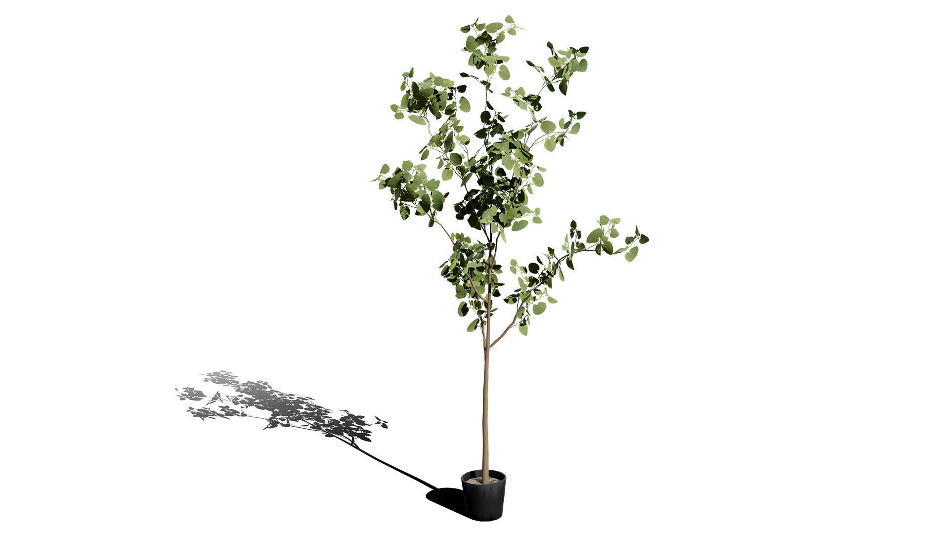 Australian Eucalyptus Bush Seed Low-poly 3D model_2