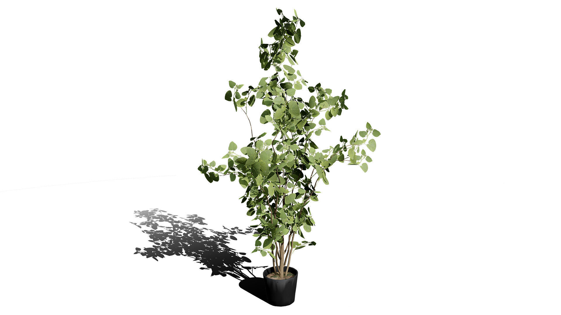 Australian Eucalyptus Bush Seed Low-poly 3D model_5