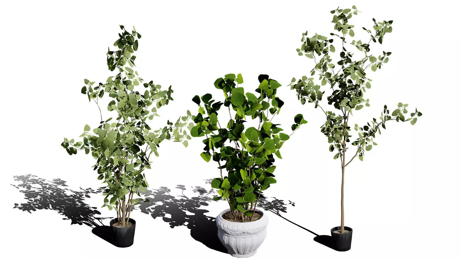 Australian Eucalyptus Bush Seed Low-poly 3D model_0