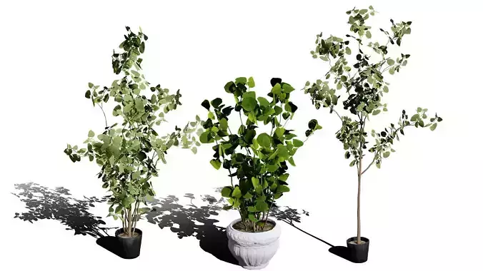 Australian Eucalyptus Bush Seed Low-poly 3D model Australian Eucalyptus Bush Seed Low-poly 3D model