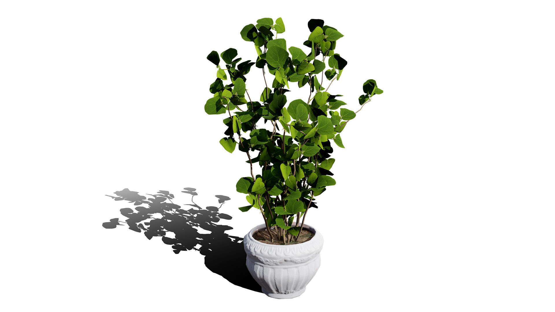 Australian Eucalyptus Bush Seed Low-poly 3D model_6