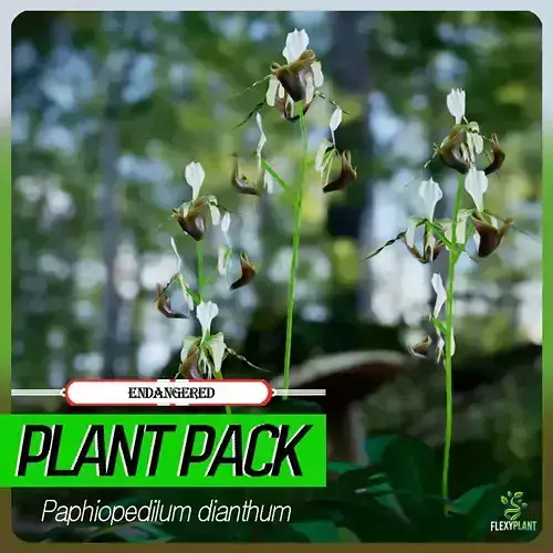 Endangered Plant - 4 Paphiopedilum dianthum Flower Tree Low-poly 3D model