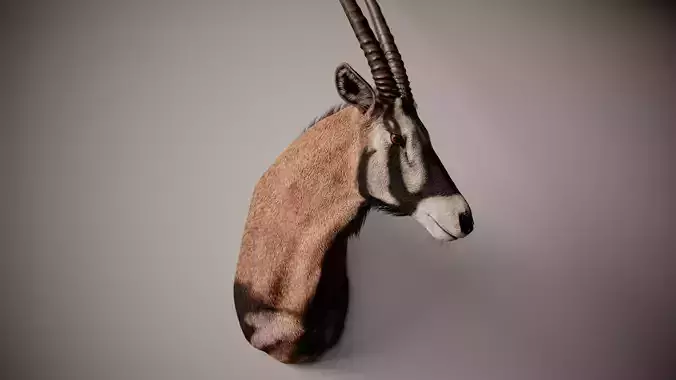 Oryx Gazella Trophy Head - Photorealistic PBR