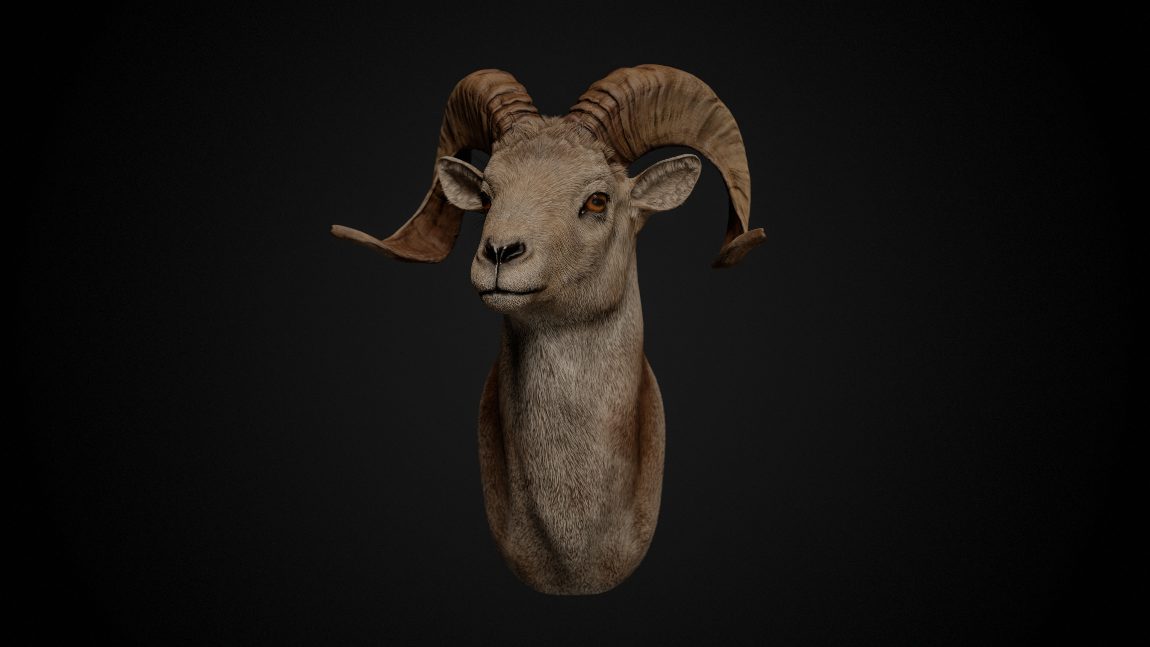 Ram Trophy Head - Photorealistic PBR Low-poly 3D model_9