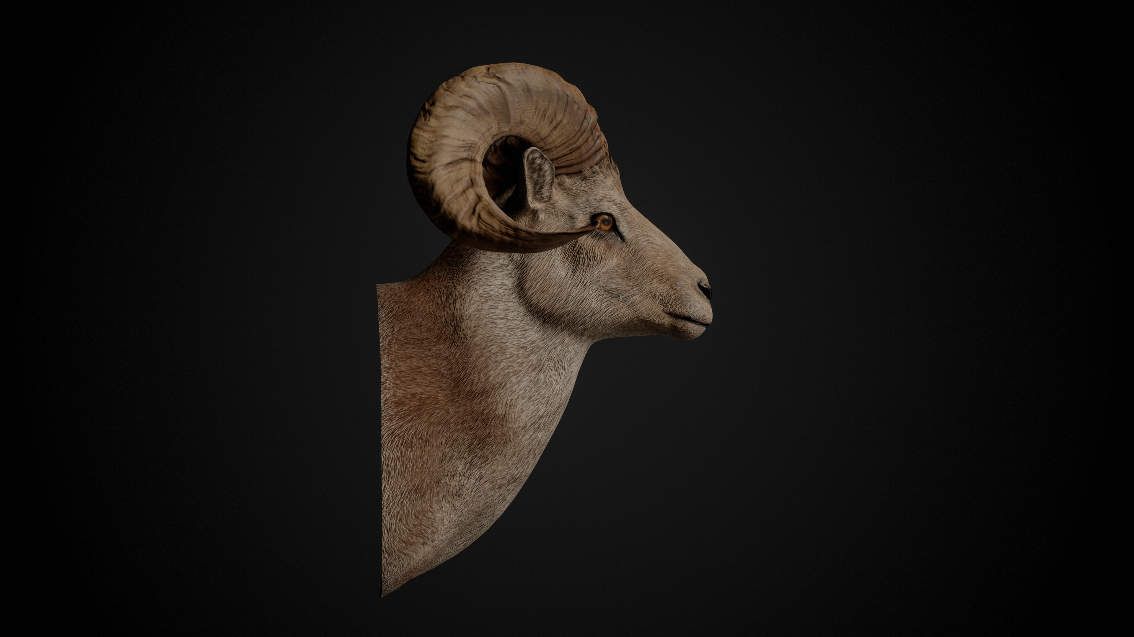 Ram Trophy Head - Photorealistic PBR Low-poly 3D model_6