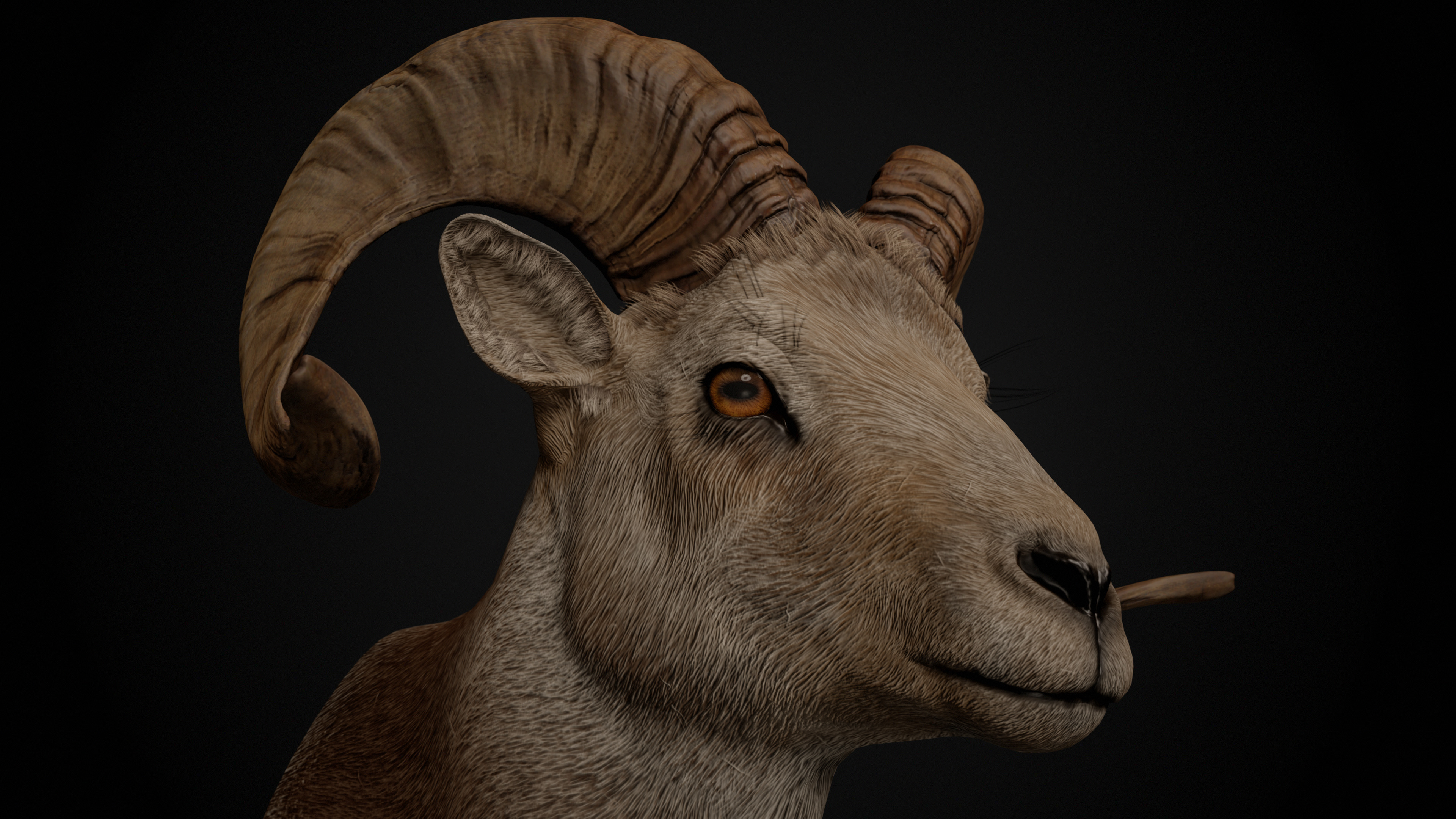 Ram Trophy Head - Photorealistic PBR Low-poly 3D model_11