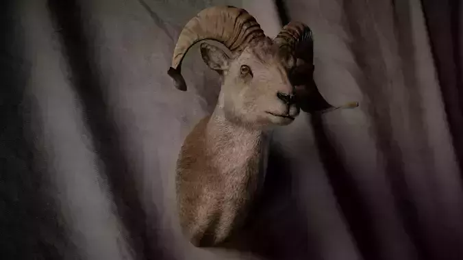 Ram Trophy Head - Photorealistic PBR Low-poly 3D model Ram Trophy Head - Photorealistic PBR Low-poly 3D model