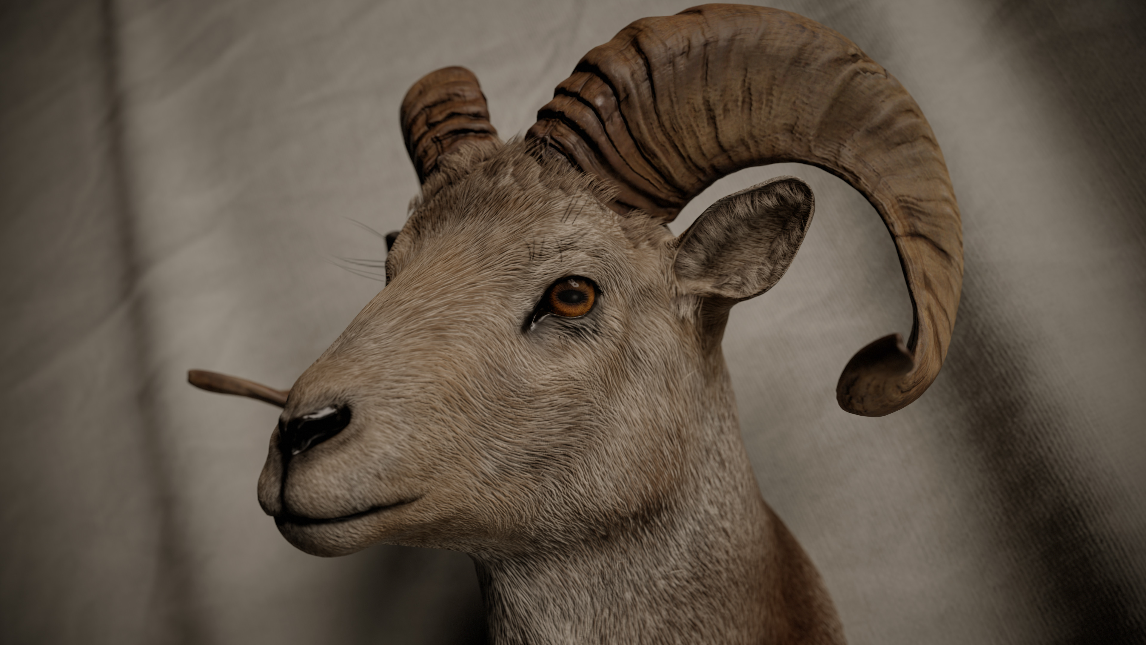 Ram Trophy Head - Photorealistic PBR Low-poly 3D model_4