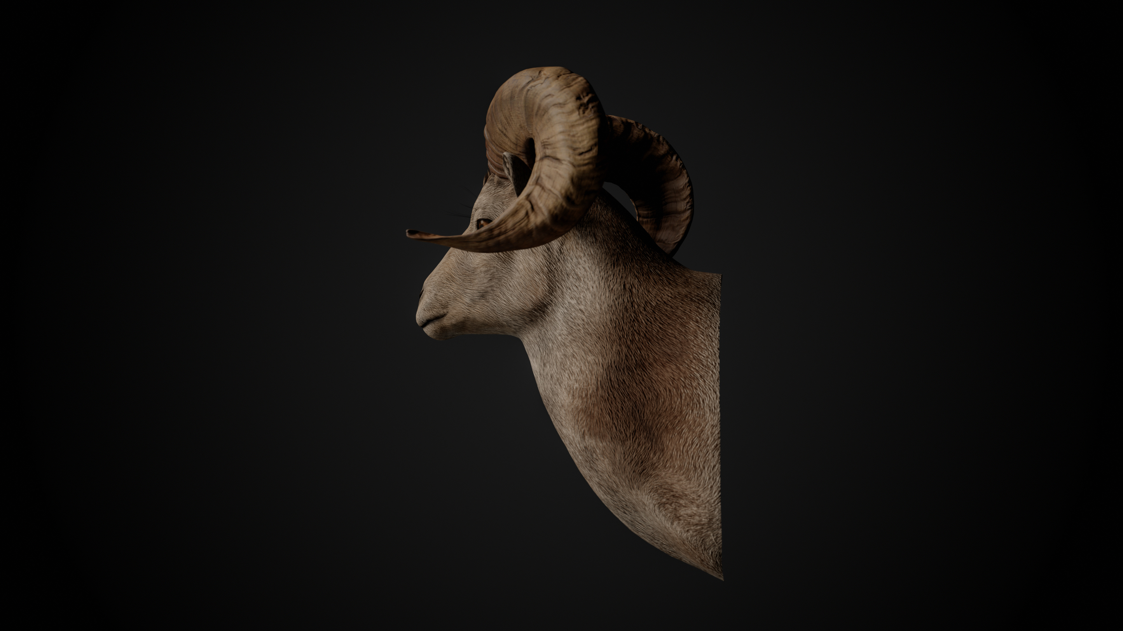 Ram Trophy Head - Photorealistic PBR Low-poly 3D model_7