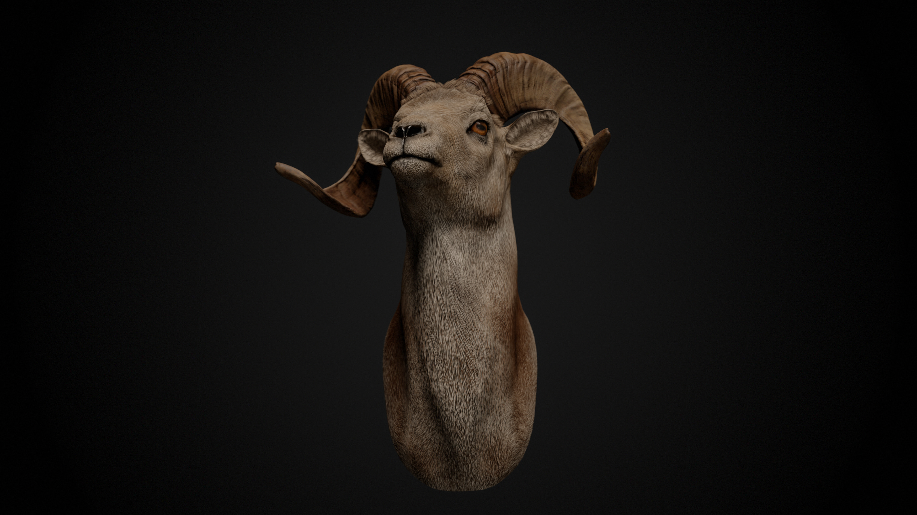 Ram Trophy Head - Photorealistic PBR Low-poly 3D model_8