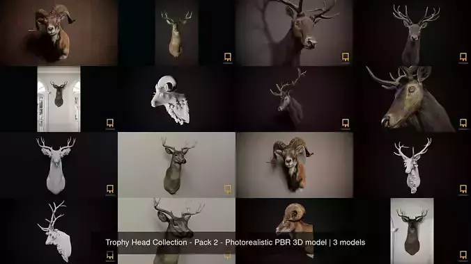 Trophy Head Collection - Pack 2 - Photorealistic PBR 3D model