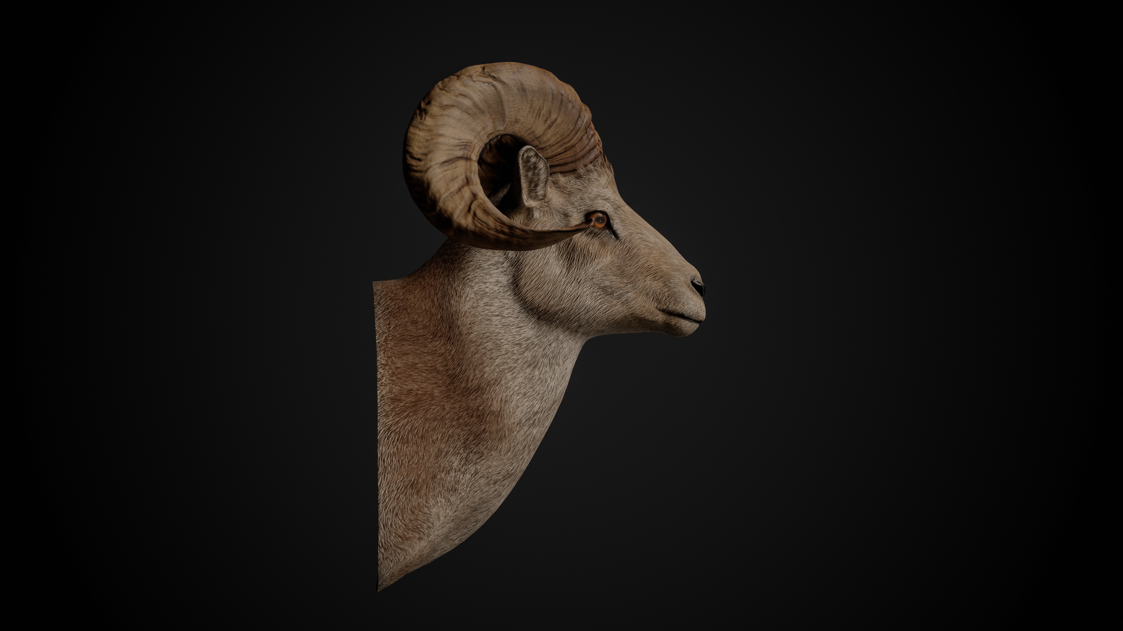 Trophy Head Collection - Pack 1 - Photorealistic PBR 3D Models  _18