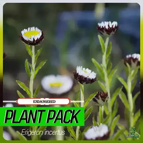 Endangered Plant - 4 Erigeron incertus Flower