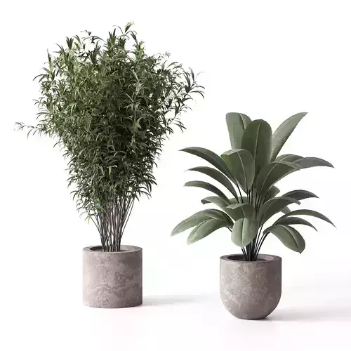 Indoor Plant Set 02