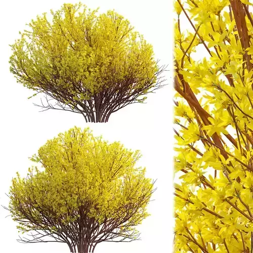 Forsythia Suspensa - Weeping Forsythia 02