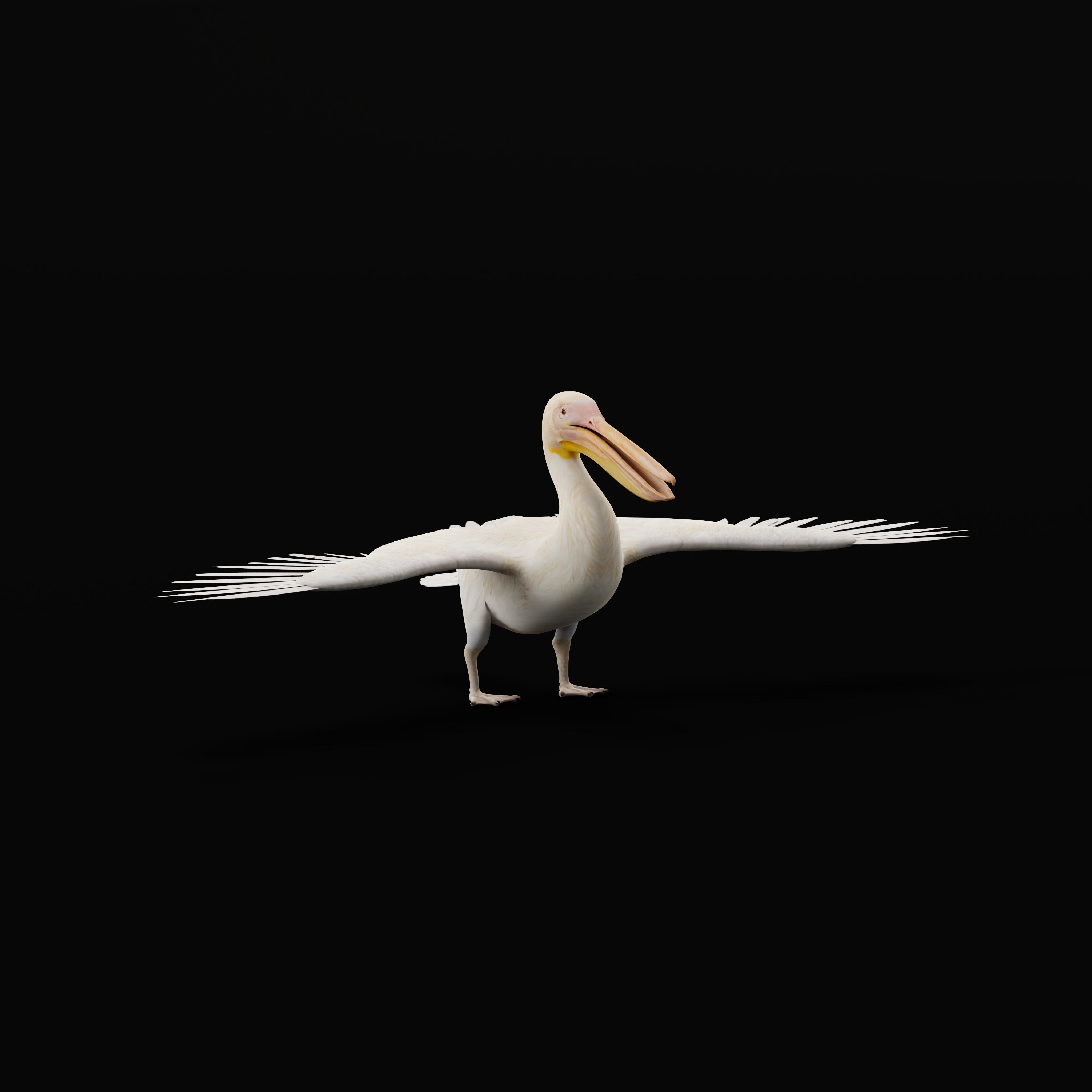 Pelican Bird Low-poly 3D model_39