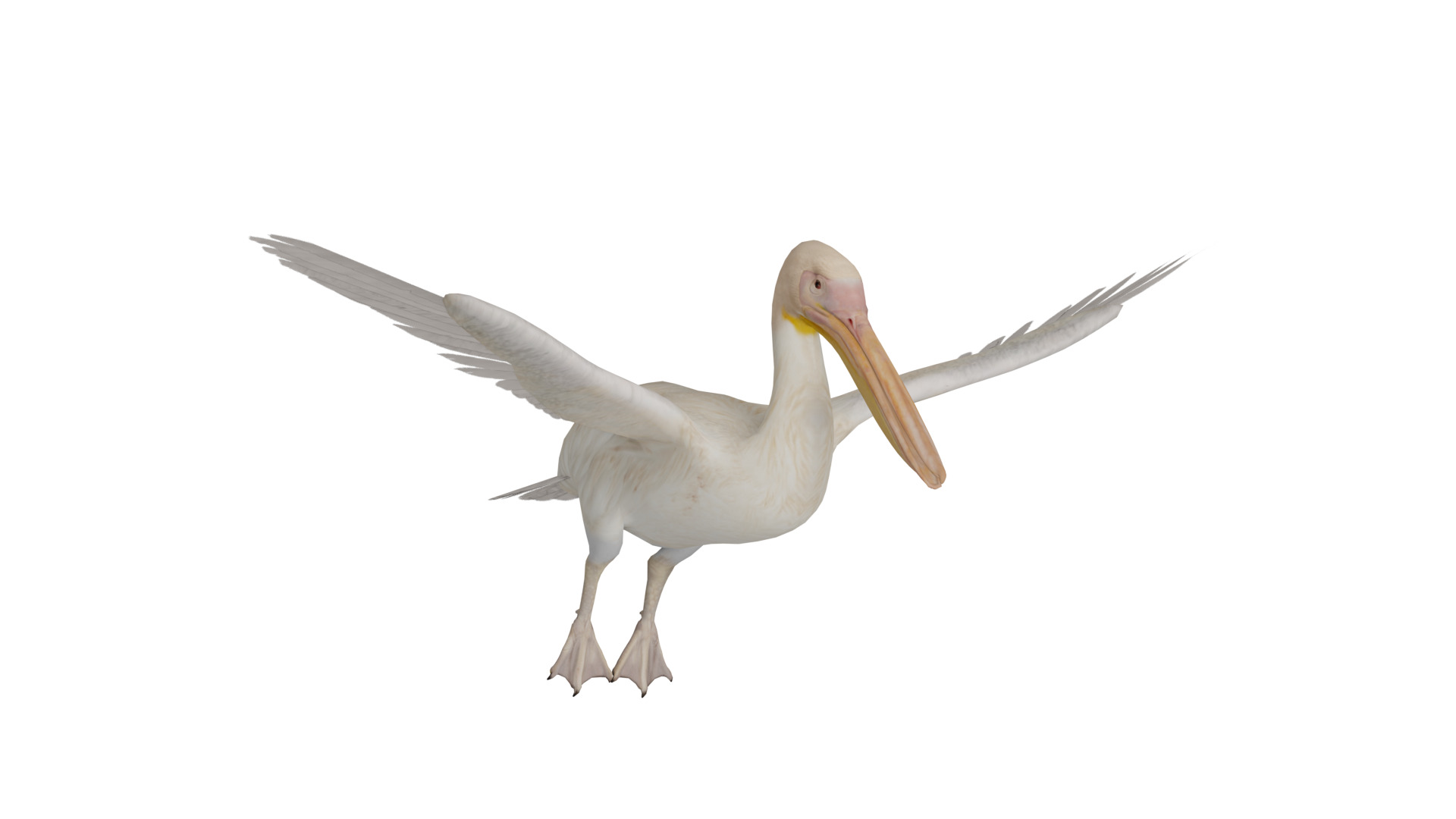 Pelican Bird Low-poly 3D model_4