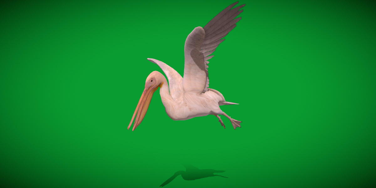 Pelican Bird Low-poly 3D model_28