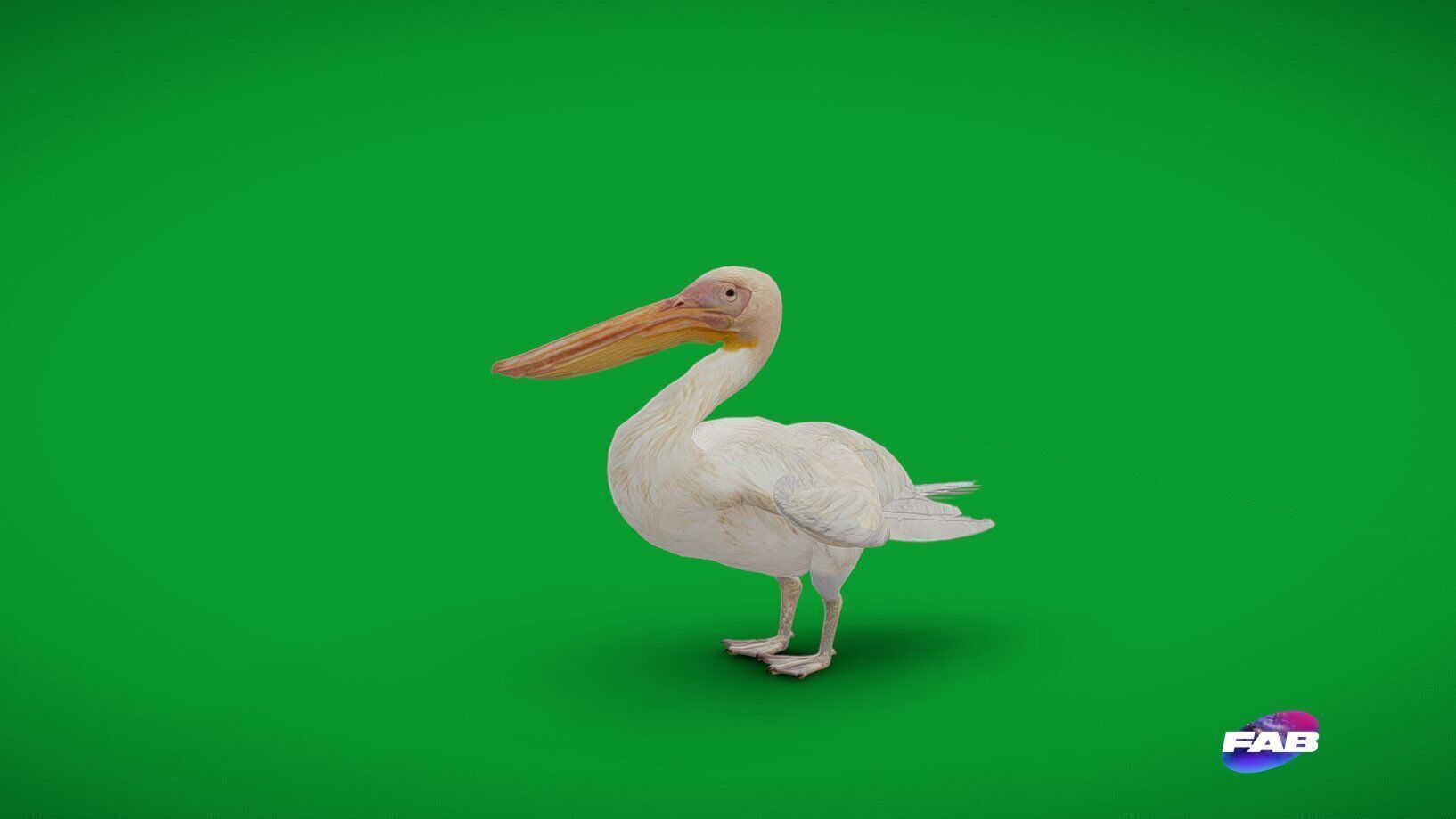 Pelican Bird Low-poly 3D model_32