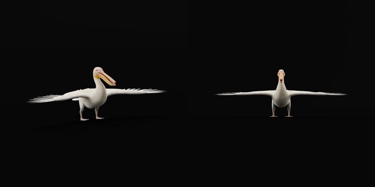 Pelican Bird Low-poly 3D model_6
